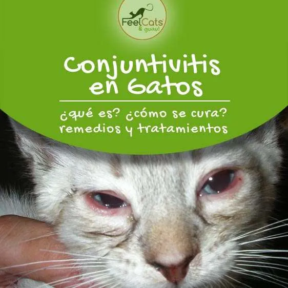 conjuntivitis-gatos-curar-tratamiento