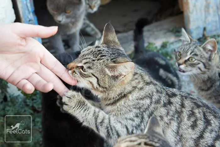 vacunas-gatos-domesticos