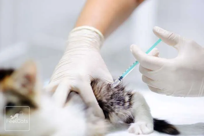 vacunas-gatos-veterinario