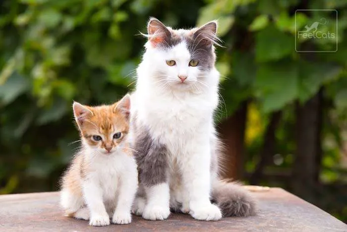 vacunas-a-los-gatos