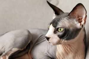 300 Nombres TOP para Gatos Machos FeelCats