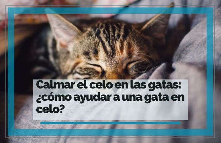 Calmar a una gata en celo ¿Qué hacer? | FeelCats
