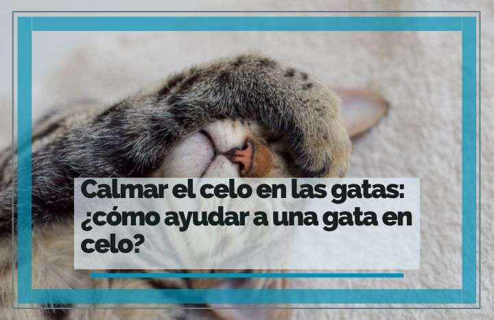 Calmar a una gata en celo ¿Qué hacer? | FeelCats