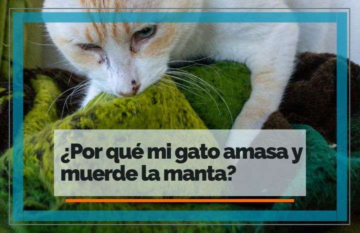 Porque Mi Gata Muerde La Manta
