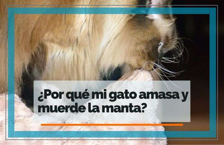 ¿Por qué mi gato amasa y muerde la manta? | FeelCats