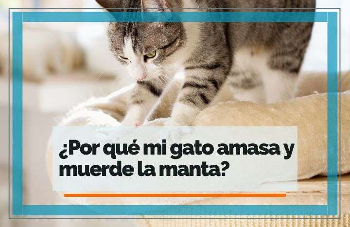 ¿Por qué mi gato amasa y muerde la manta? | FeelCats