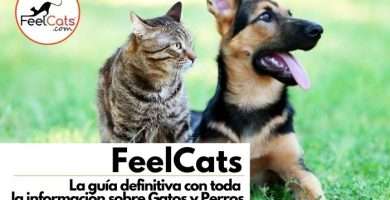 blog informacion de perros y gatos