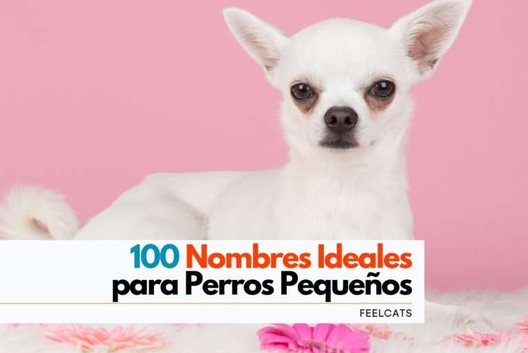 100 Nombres TOP para Perros Pequeños | FeelCats